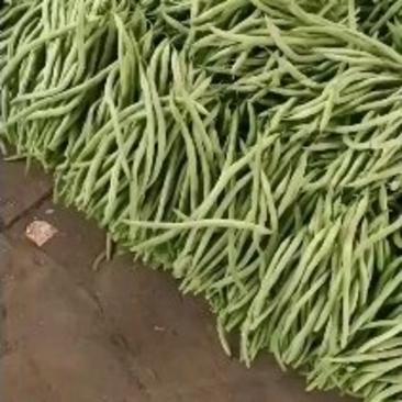 山东莘县精品无丝豆己大量上市，基地直发，电商供货。