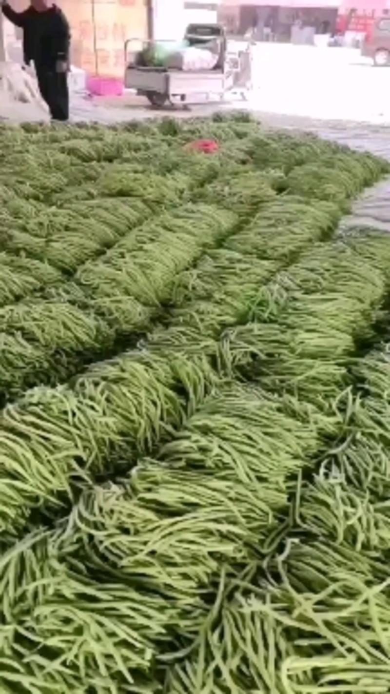 山东莘县精品无丝豆己大量上市，基地直发，电商供货。