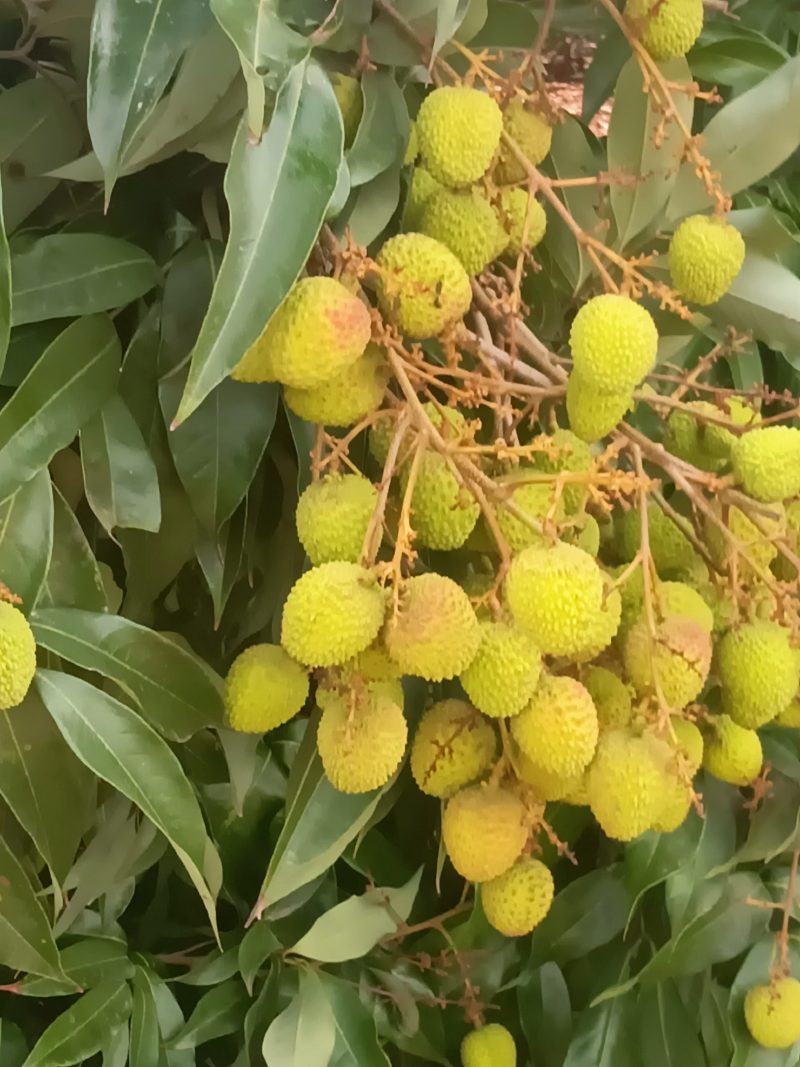 荔枝