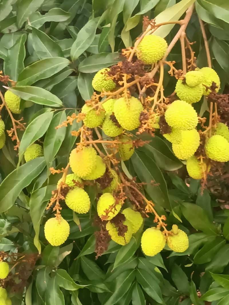 荔枝