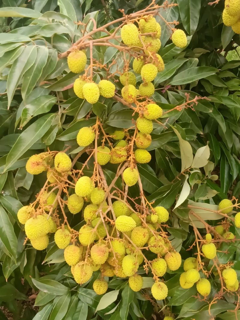 荔枝
