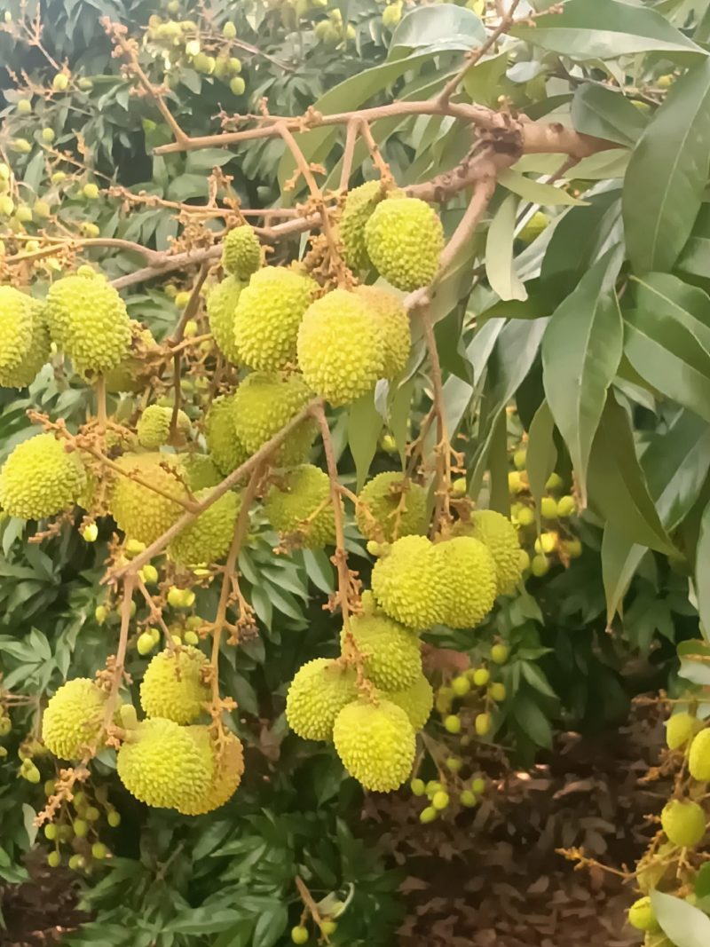 荔枝
