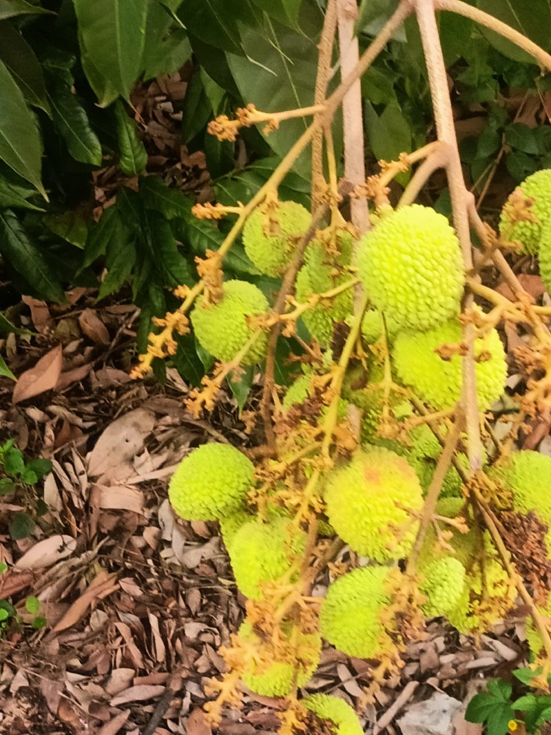 荔枝