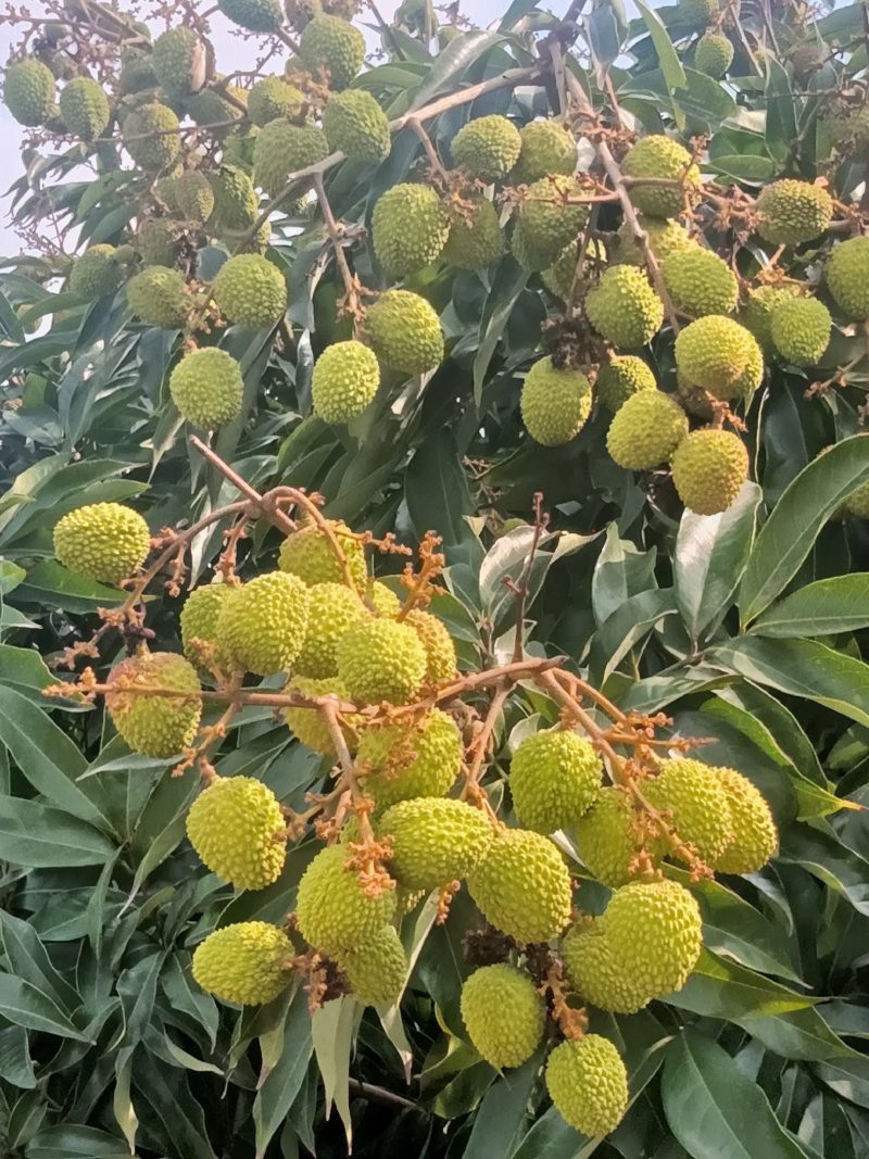 荔枝