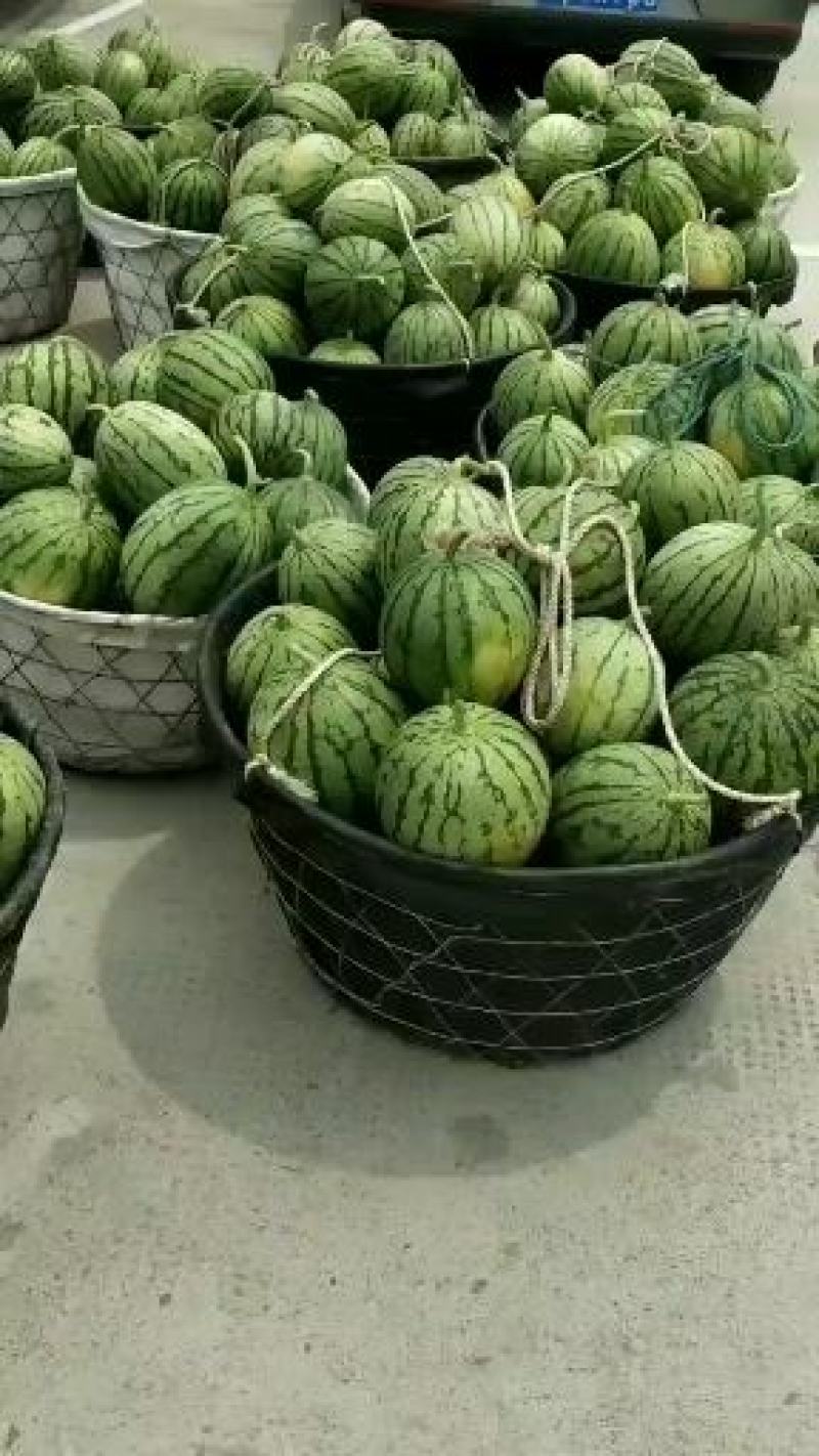 早春红玉小西瓜早春红玉小西瓜拿比特
