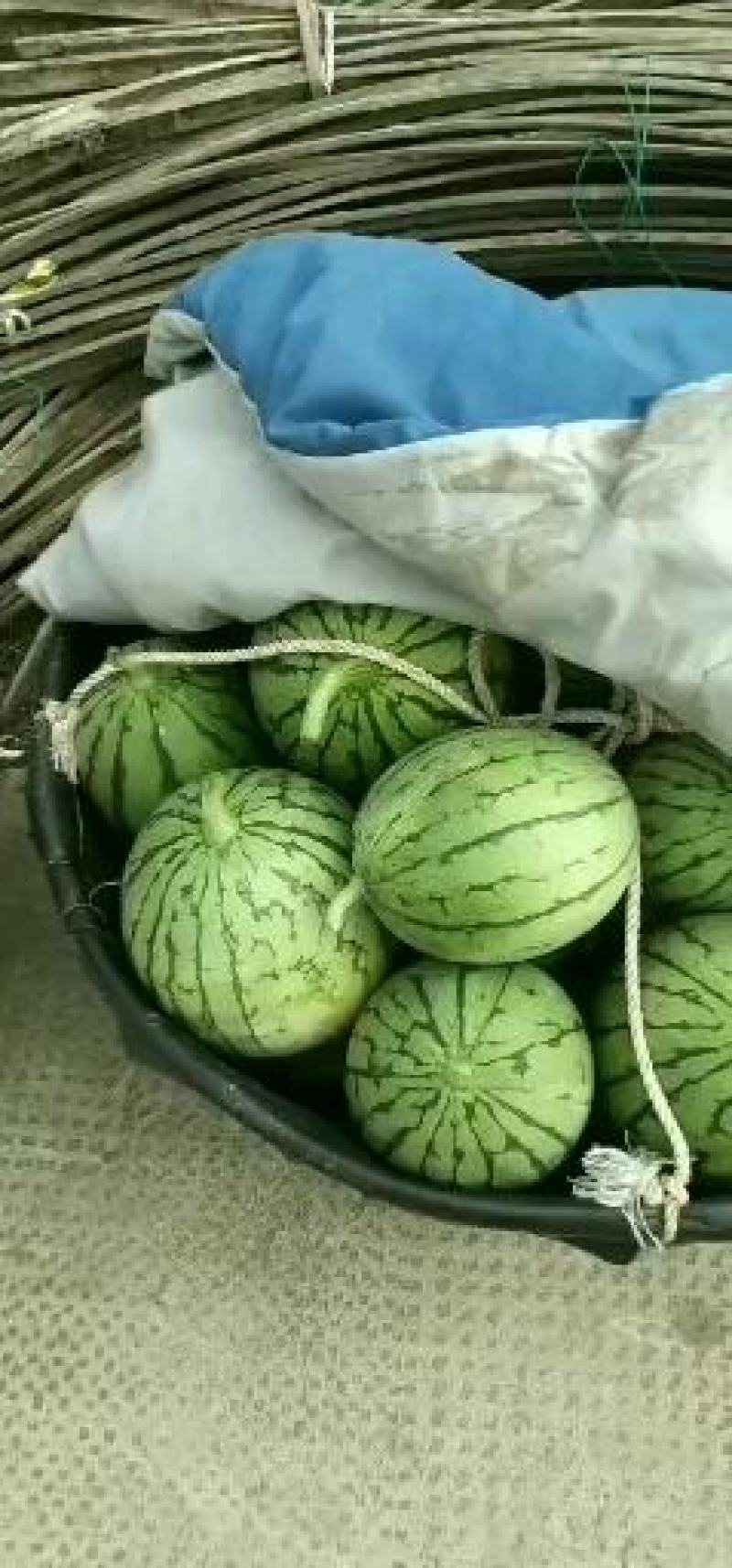 早春红玉小西瓜早春红玉小西瓜拿比特
