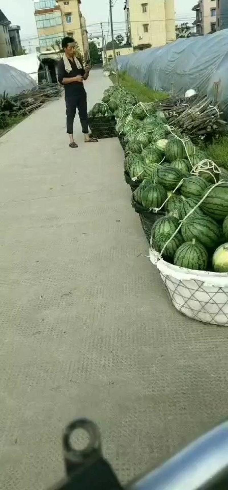 早春红玉小西瓜早春红玉小西瓜拿比特