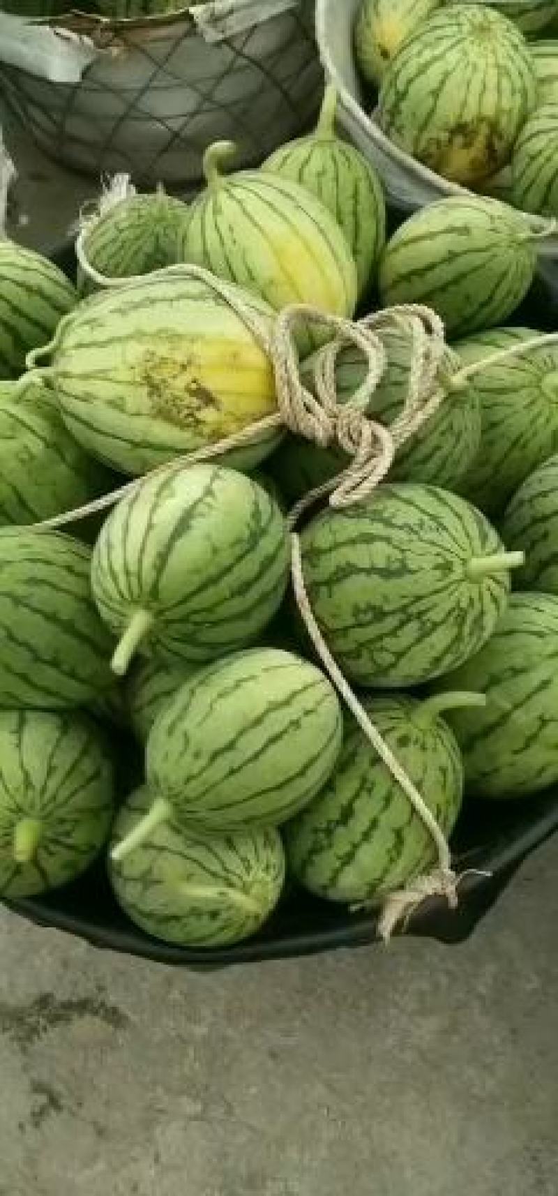 早春红玉小西瓜早春红玉小西瓜拿比特