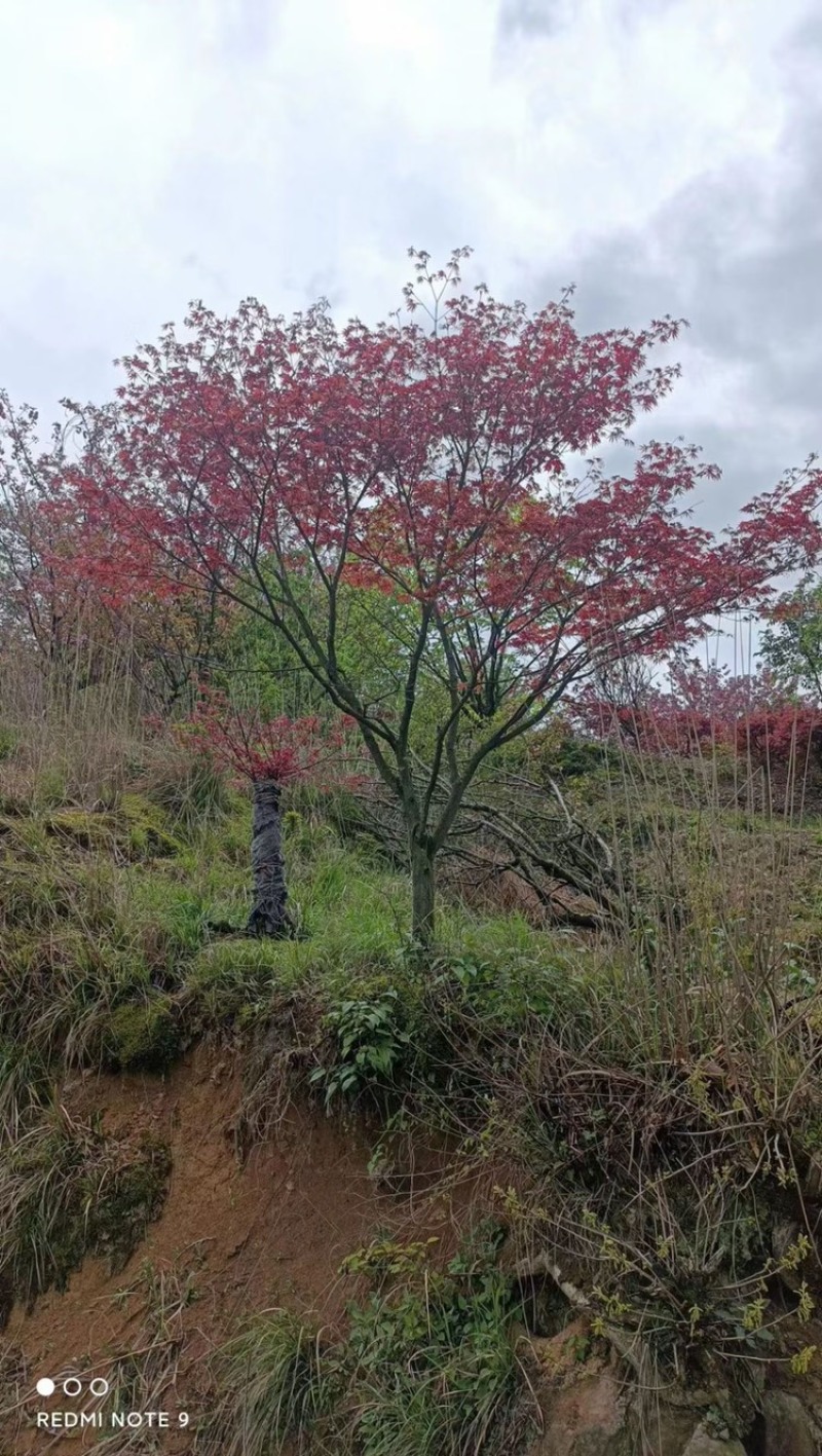 红枫。8-18公分大量。供应
