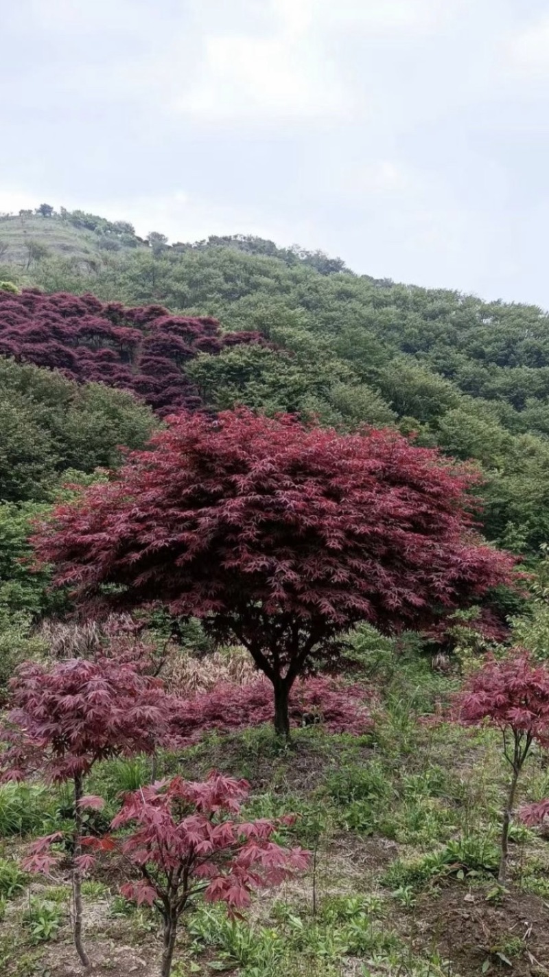 红枫。8-18公分大量。供应