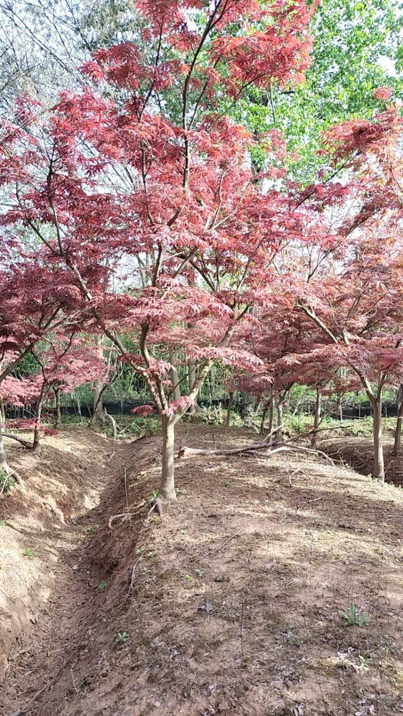 红枫。8-18公分大量。供应