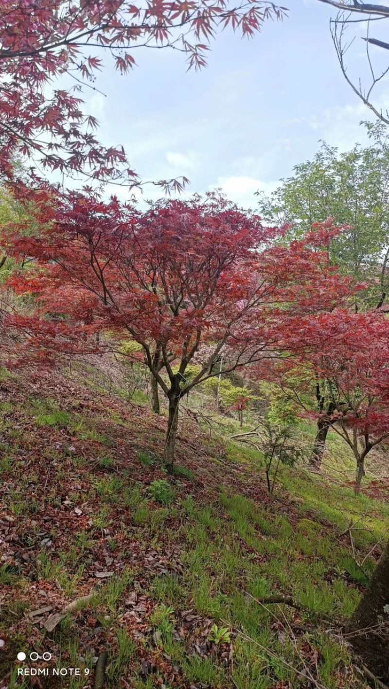 红枫。8-18公分大量。供应