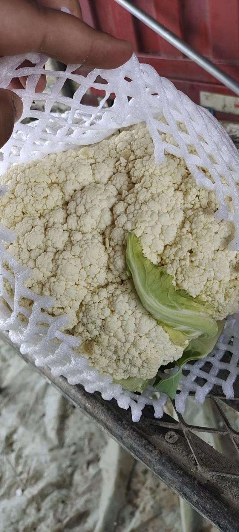 河南精品有机花菜小米粒，面白根平，产地直发质量好代发全国