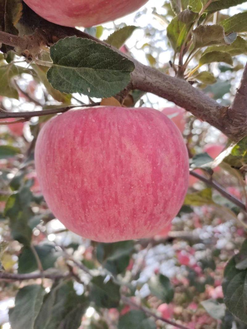 陕西精品苹果-九泉湾®来自海拔1068米的礼物，洛川富士