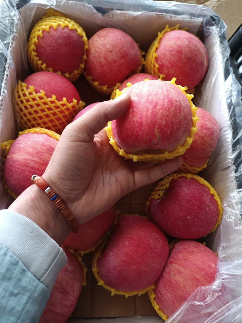 陕西精品苹果-九泉湾®来自海拔1068米的礼物，洛川富士