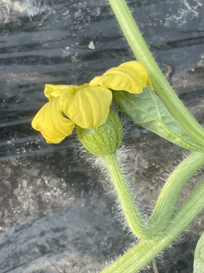 大棚西瓜嘉秀6号口口脆头茬皮薄大红糖度高瓜型好