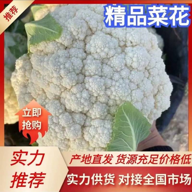 【大量供应】花菜有机花品质好产地货源全国代发