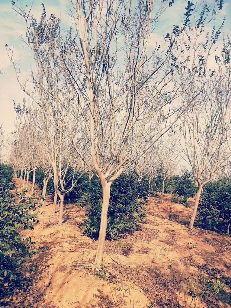 【基地直供】紫薇树，紫薇苗1-18公分精品紫薇。江西紫薇