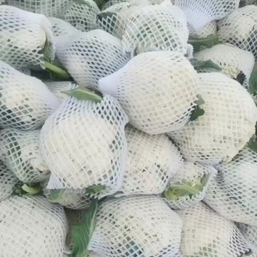 永年区有机花松花菜花型板正货源充足