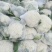 永年区有机花松花菜花型板正货源充足