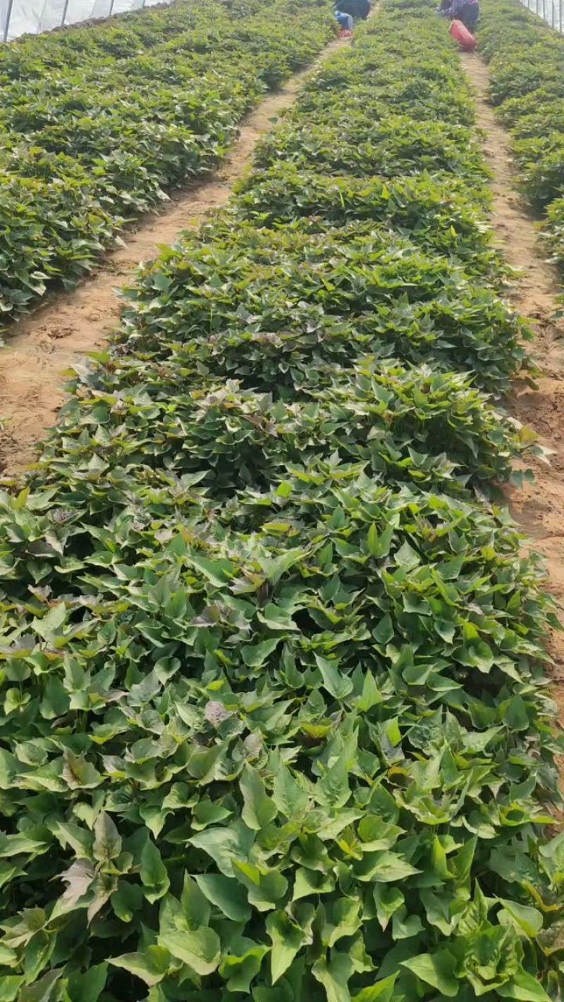 蜜薯苗，蜜薯西瓜红，龙薯九，红薯苗，济薯26