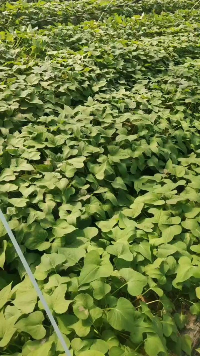 蜜薯苗，蜜薯西瓜红，龙薯九，红薯苗，济薯26