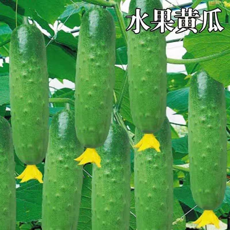 精品黄瓜水果黄瓜质量很好支持视频看货货源充足