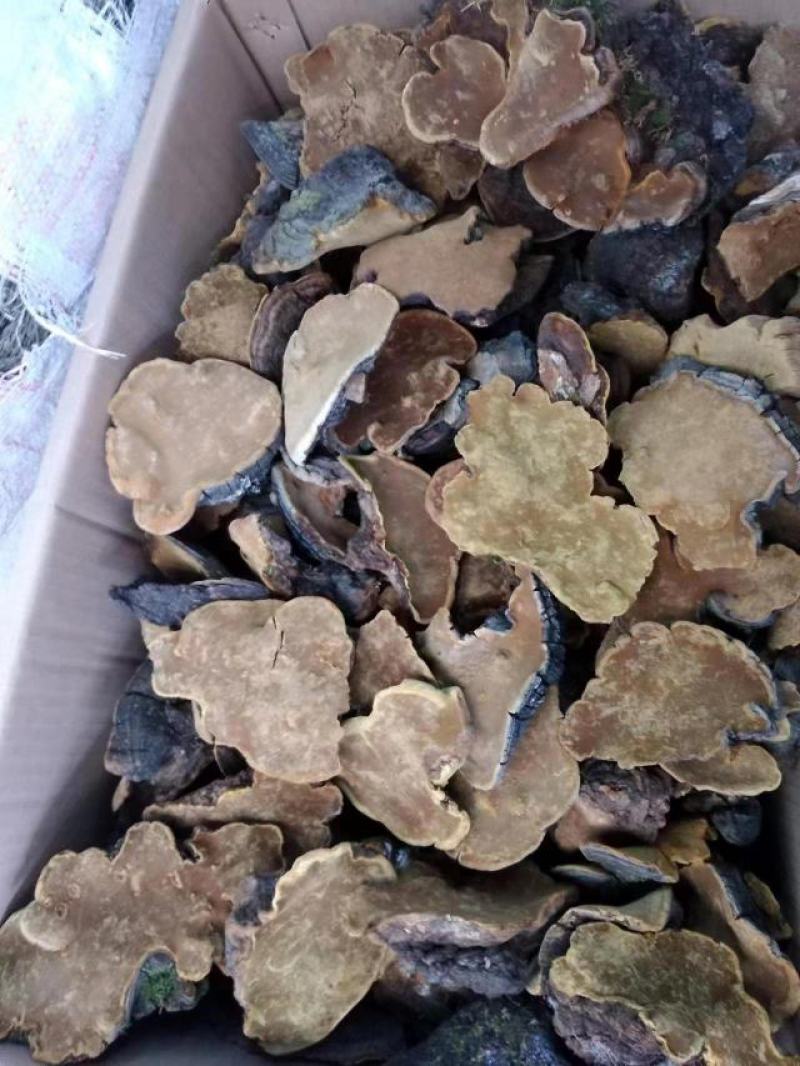 桑黄岩桑黄金边岩桑黄大货批发