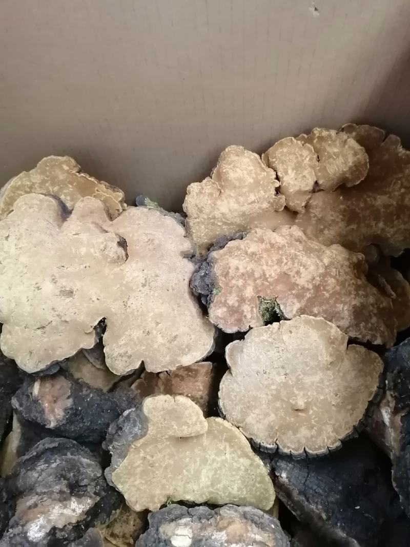 桑黄岩桑黄金边岩桑黄大货批发