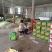 羊角蜜甜瓜博洋六一甜瓜电商市场种植产地量大口感好包棚定货