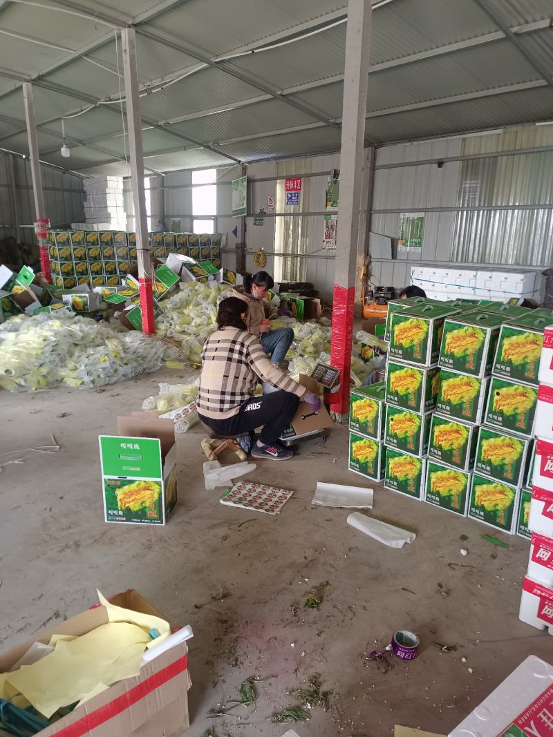 羊角蜜甜瓜博洋六一甜瓜电商市场种植产地量大口感好包棚定货
