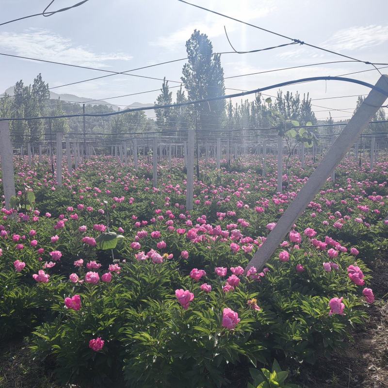 白芍
