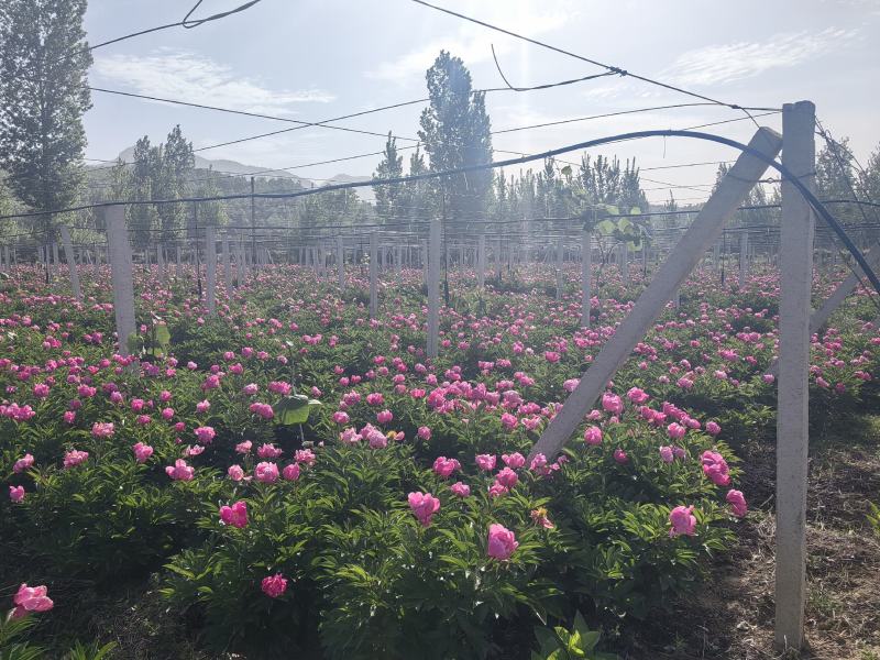 白芍
