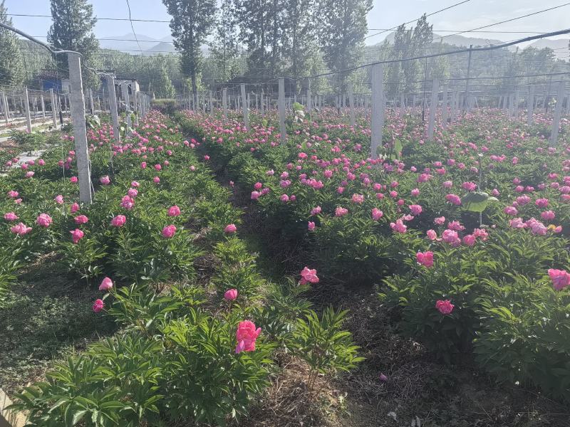 白芍