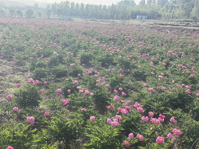 白芍