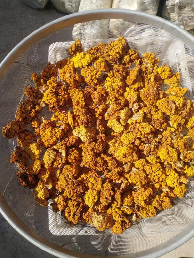 羊肚菌干品，金耳菌干品，和羊肚菌菌包，金耳菌菌包