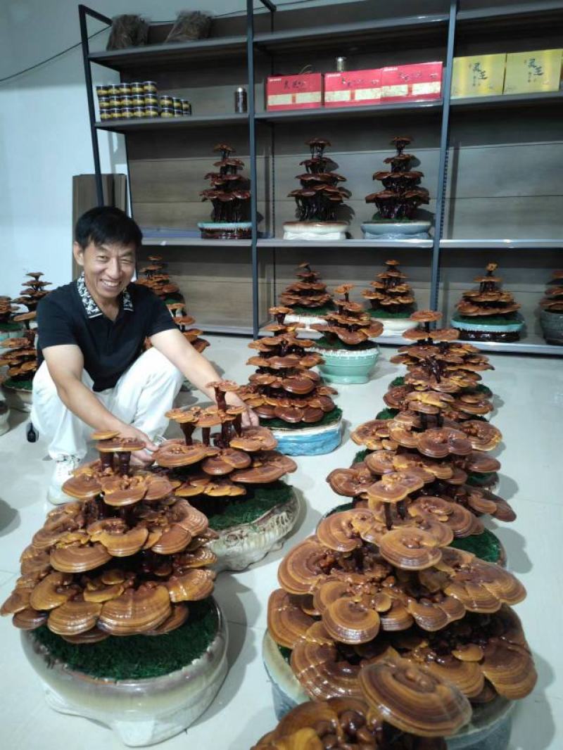 羊肚菌干品，金耳菌干品，和羊肚菌菌包，金耳菌菌包