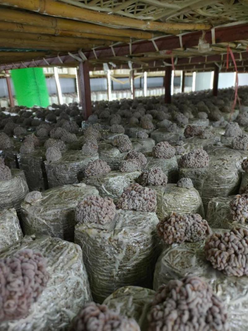 羊肚菌干品，金耳菌干品，和羊肚菌菌包，金耳菌菌包