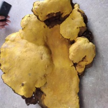 桑黄桑树黄紫油黄金边桑黄大货批发
