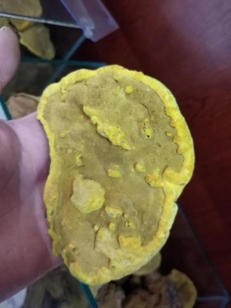 桑黄桑树黄紫油黄金边桑黄大货批发