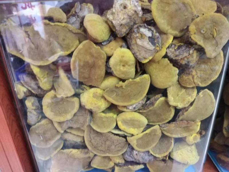 桑黄桑树黄紫油黄金边桑黄大货批发