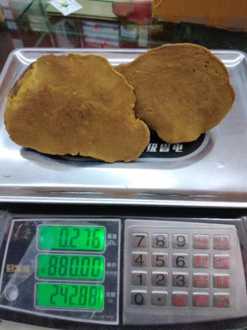 桑黄桑树黄紫油黄金边桑黄大货批发