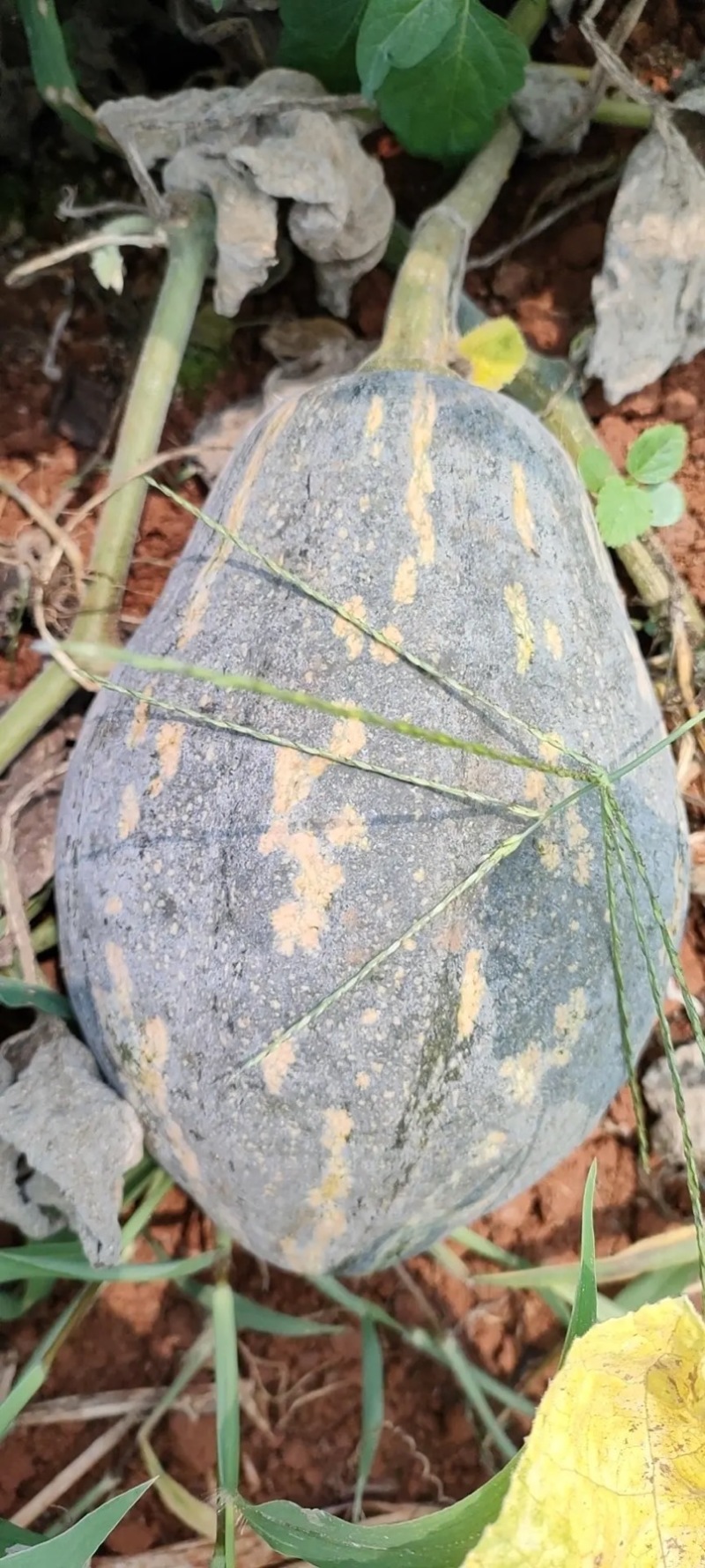 精品香芋南瓜，产地直发，一手货源价格优惠