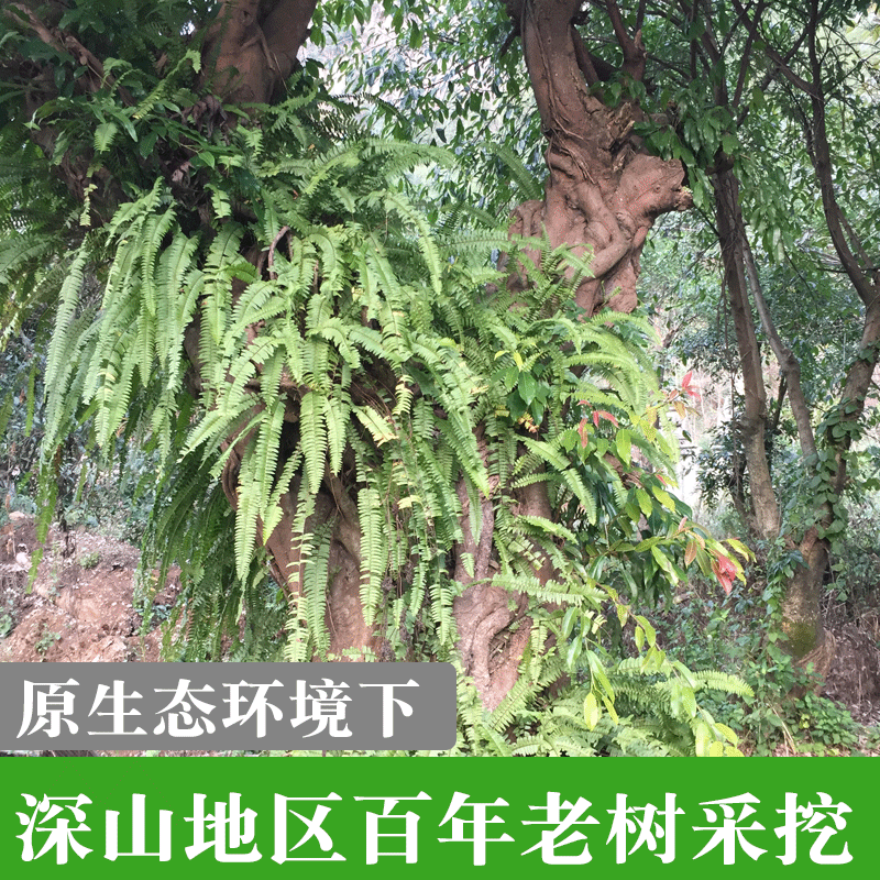 深山石黄皮凤凰蛋化狗儿肾结果