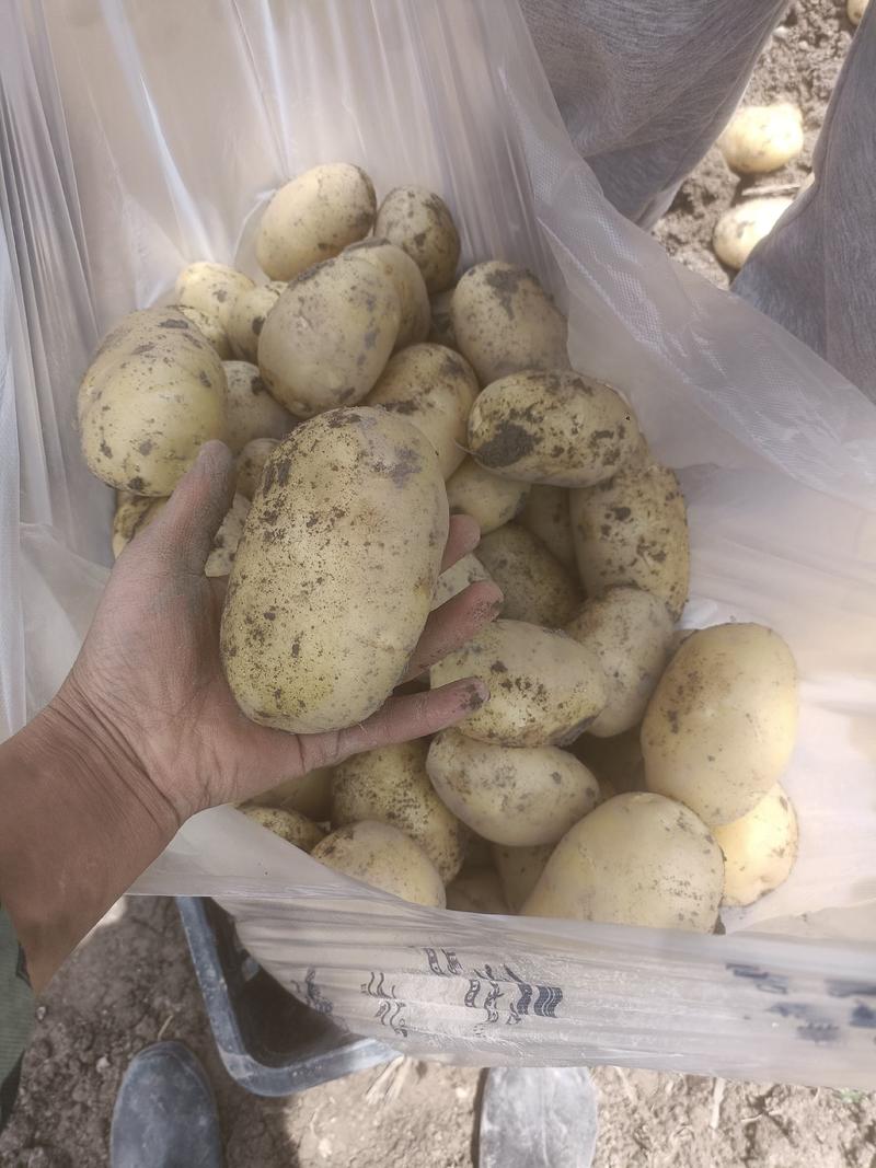 出售农家自己新土豆