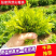 湖南莓茶，基地直发对接全国，可实地考察视频看货，欢迎来电