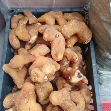 滇黄精肉质九蒸九晒软黄精多种规格批发零售