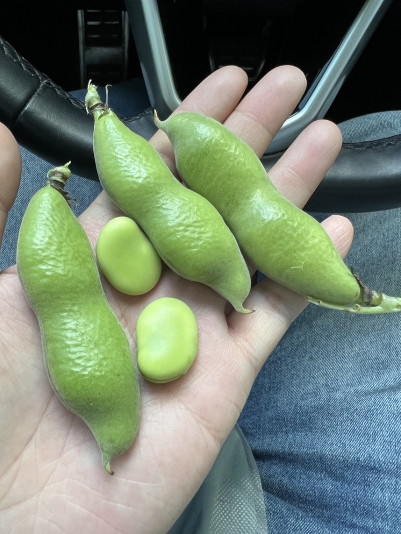 【优选】新上市蚕豆🔥颗粒饱满量大质优湖北青蚕豆