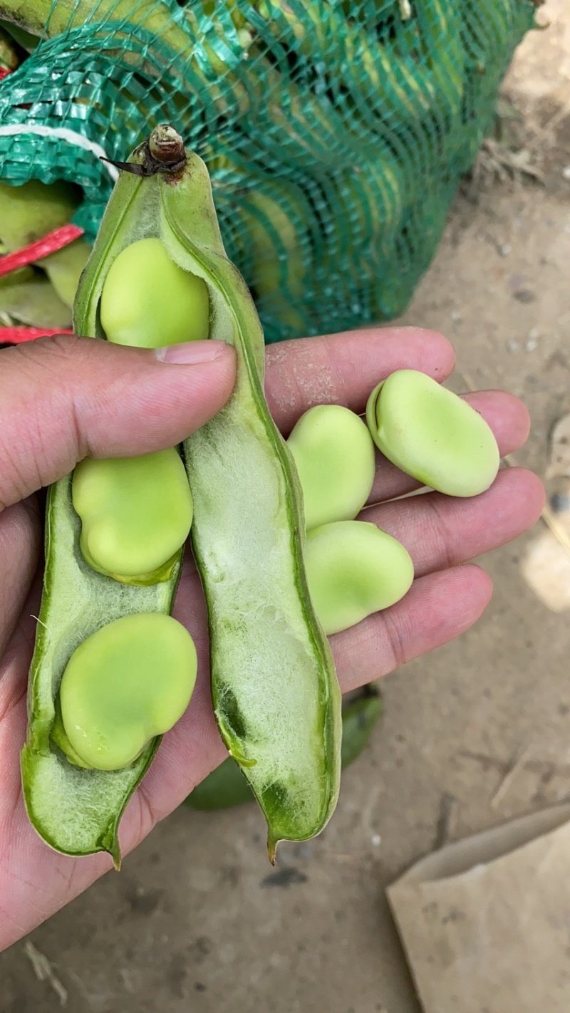 【优选】新上市蚕豆🔥颗粒饱满量大质优湖北青蚕豆