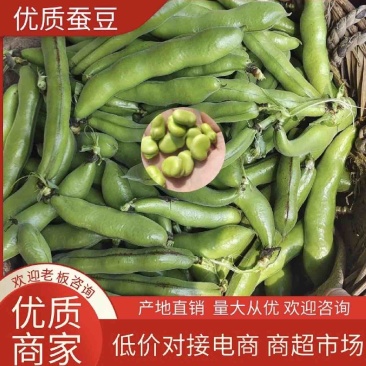 【优选】新上市蚕豆🔥颗粒饱满量大质优湖北青蚕豆